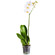 White Phalaenopsis orchid in a pot. Bishkek